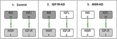 Systems Analysis of Insulin and IGF1 Receptors Networks in Breast Cancer Cells Identifies Commonalities and Divergences in Expression Patterns